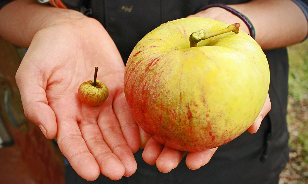 Two hands holding a very big apple, and a very small apple