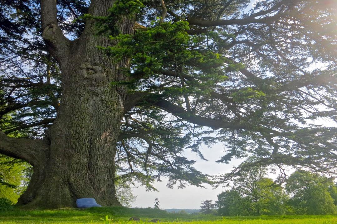 An ancient tree sitting just outside Brockwood Park School